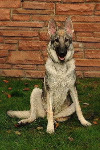 Shadow, the German Shepherd Dog