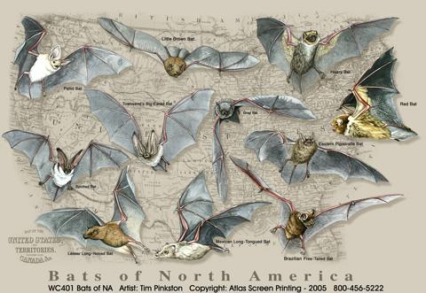 Bats of North America, Medium